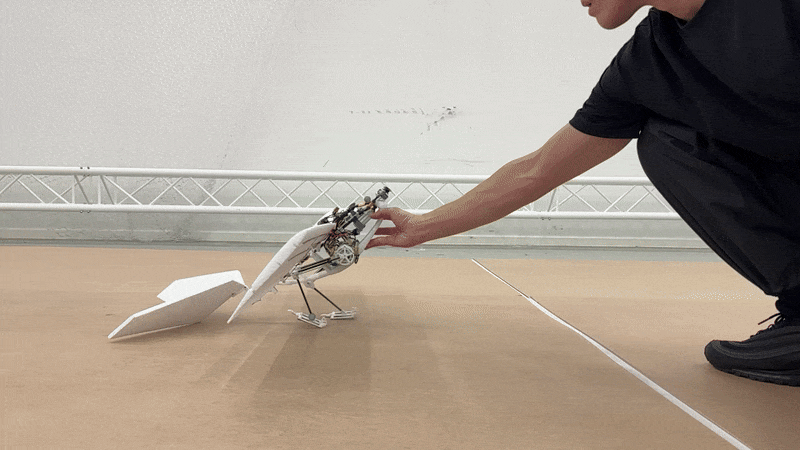 Animated image showing a small fixed-wing robotic drone with bird-inspired legs stumbling and faceplanting.