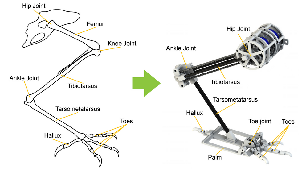 An illustration of the bones of a bird's leg next to a robotic version of the leg